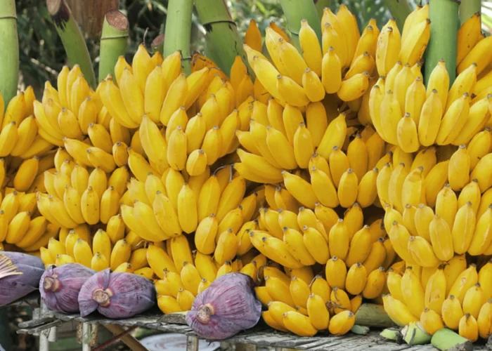 Banana Experience in Bigondi