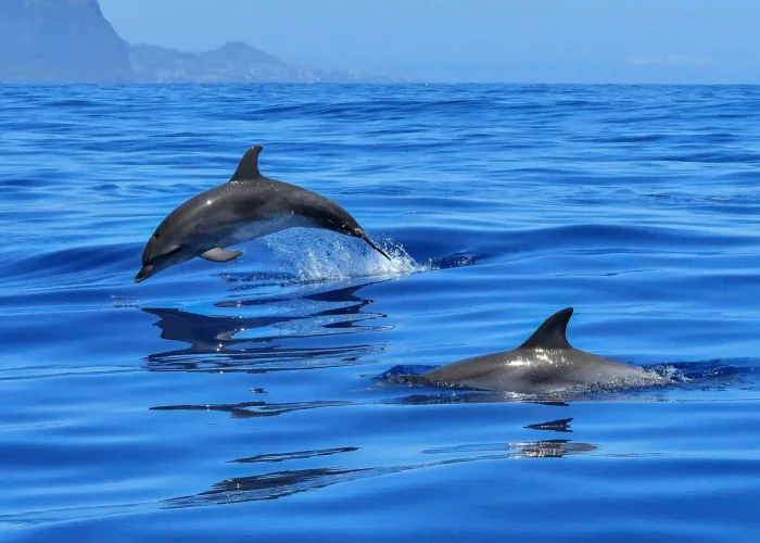 Kisite National Park Dolphin Watching