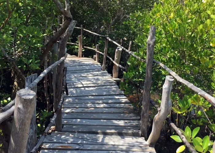 Mida Creek Mangrove Forest and Lagoon Guided Tour Malindi