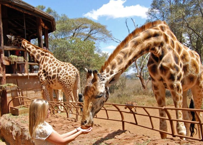 Nairobi National Park, Sheldrick Elephant Orphanage & Giraffe Center Tour