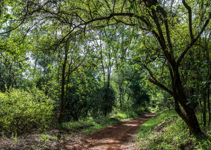 Karura Forest Hike, Trail Bike & Nature Walk