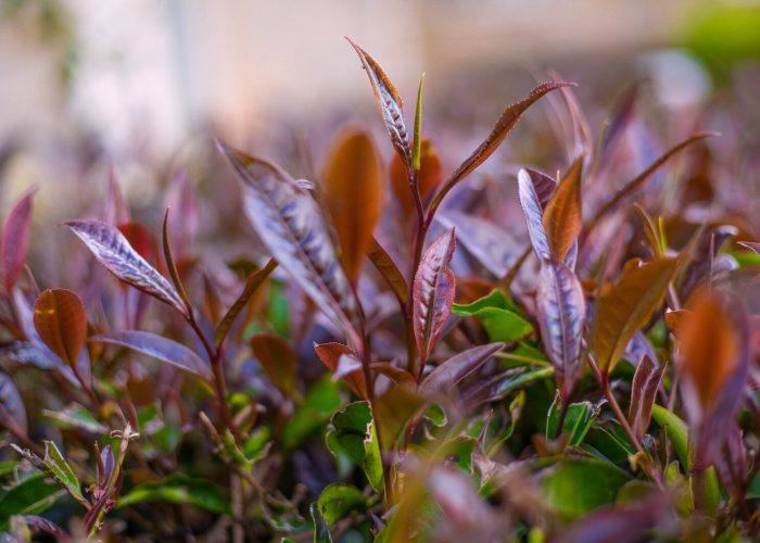 Purple Tea Farm Experience at Gatura Greens