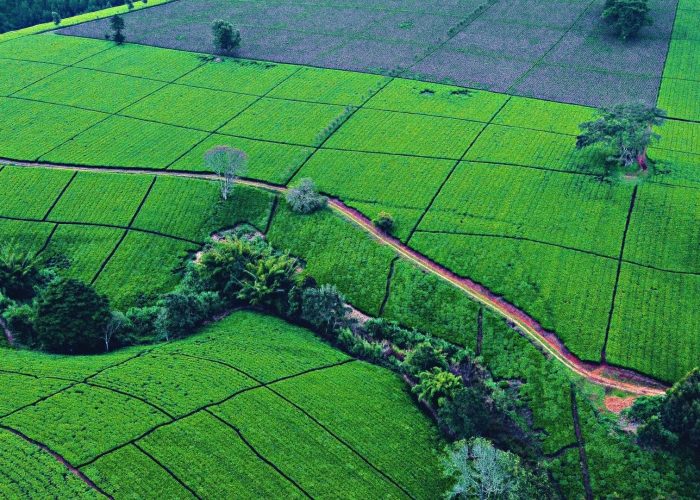E-biking through Tigoni Tea Farms